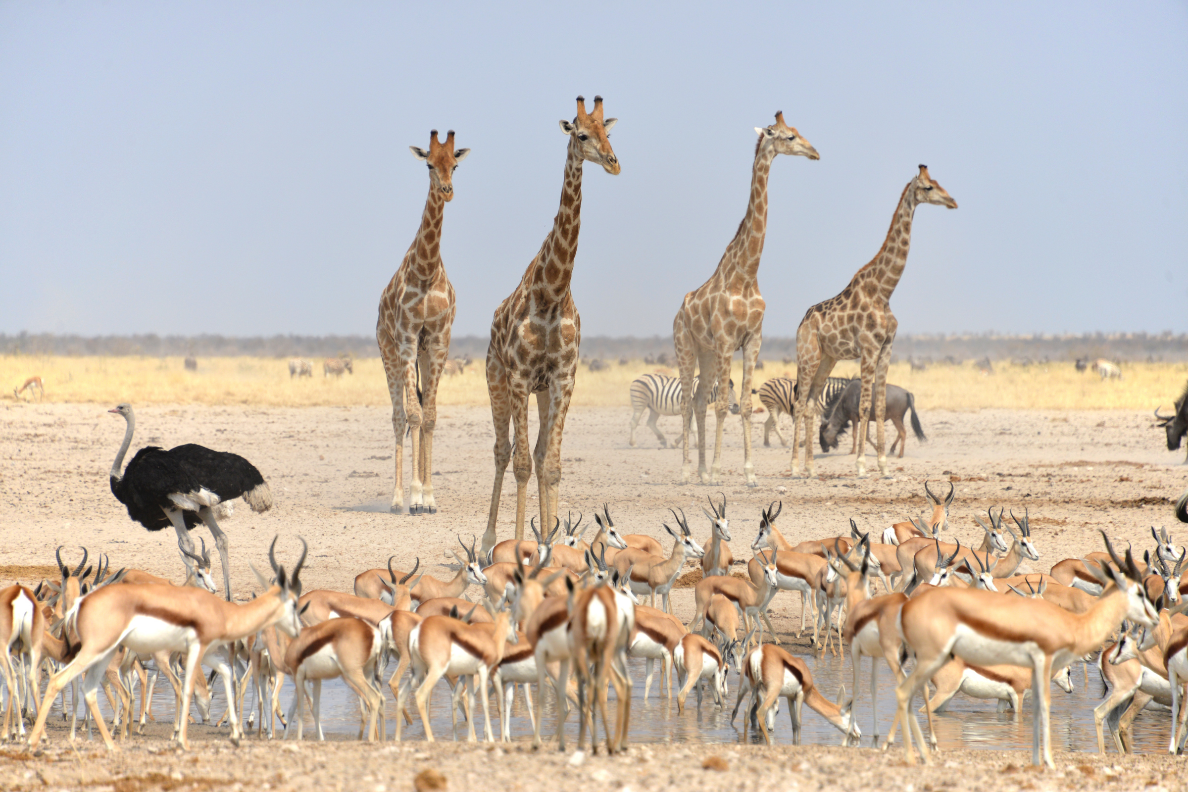 etosha national park (4).webp